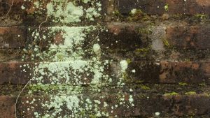 clean mold from brick walls